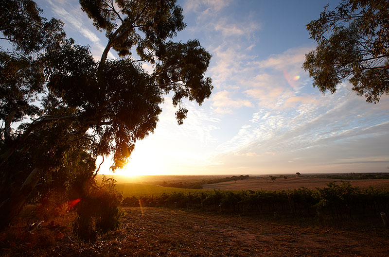 Weinberg Australien Kategorieteaser
