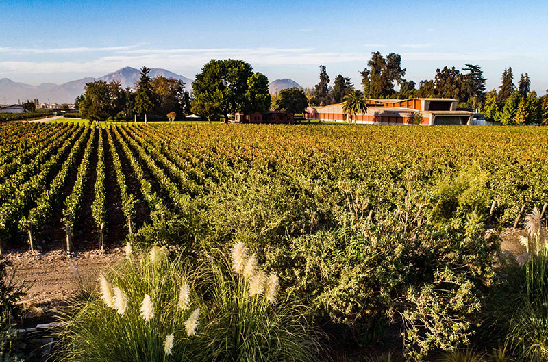 Almaviva Almaviva Weinberg