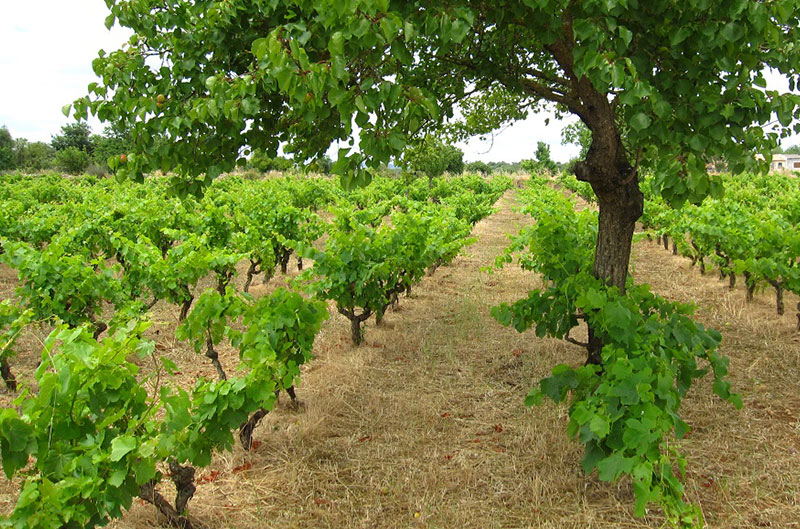 Weinberg Ànima Negra