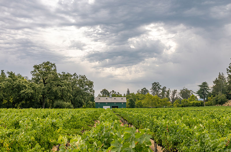 Beaulieu Vineyard Weinberge