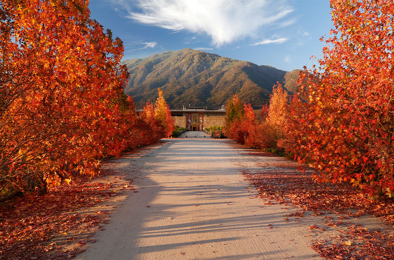 Wein von Montes online kaufen Tesdorpf.de