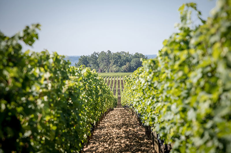 Weinberg Troplong Mondot