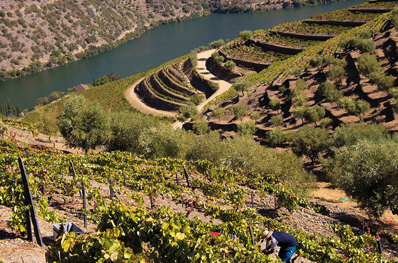 Taylors Weinberge am Fluss