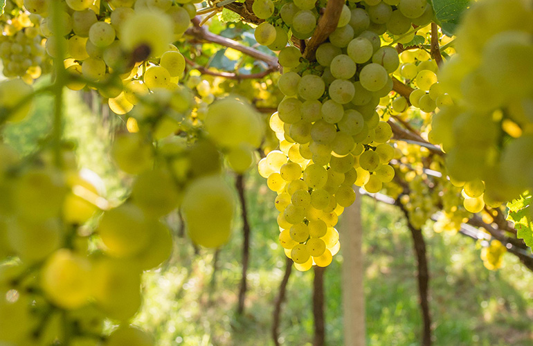 ALBARIÑO
