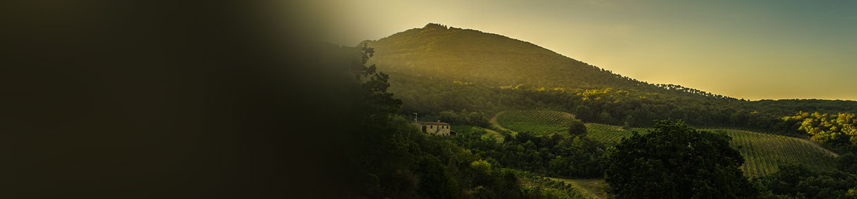 Bolgheri