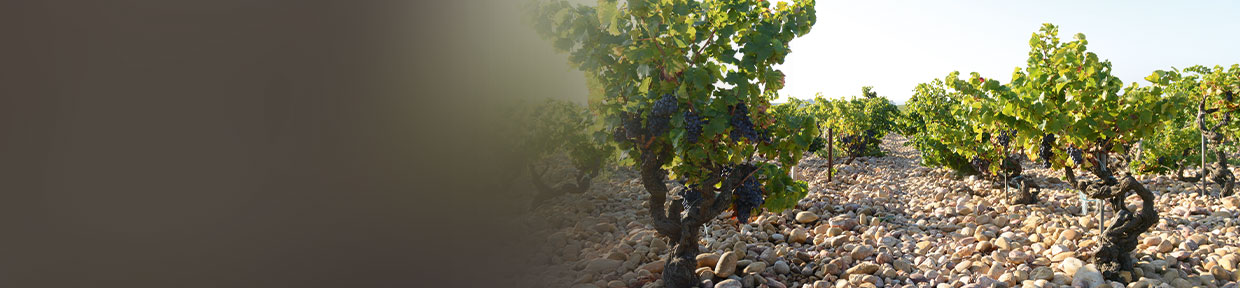 Grenache