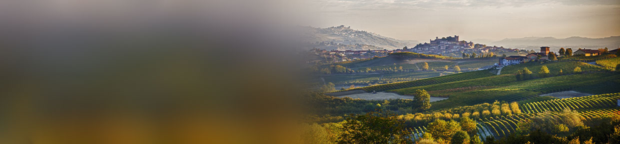 Weinberge im Barolo Gebiet