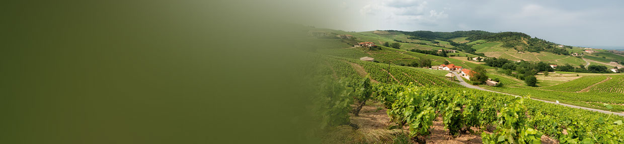 Beaujolais