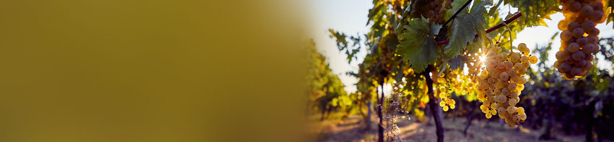 Chardonnay kaufen bei Tesdorpf