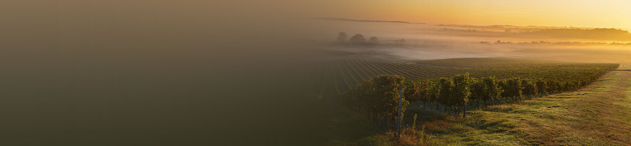 Wein aus Entre Deux Mers