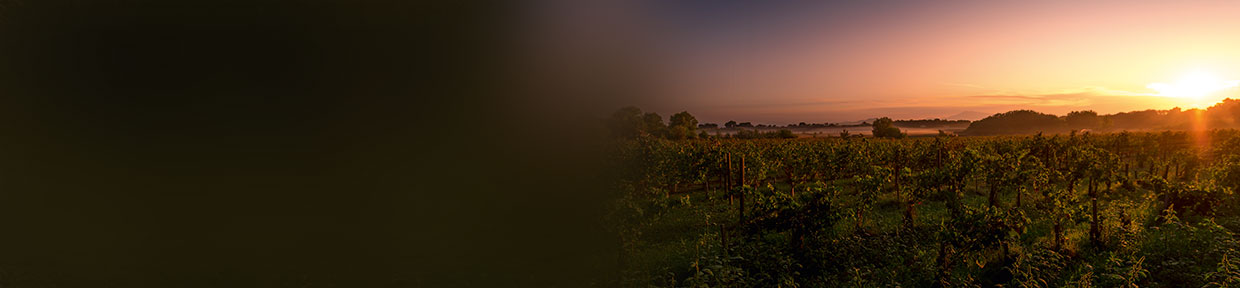 Clos de l'Oratoire des Papes