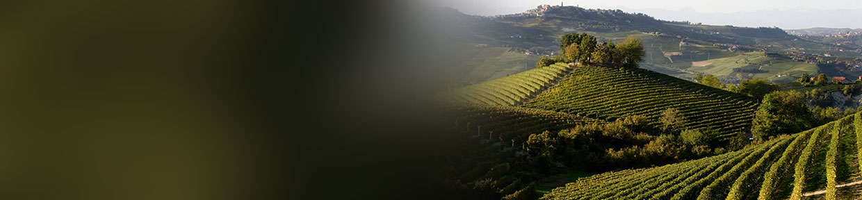 Barbaresco