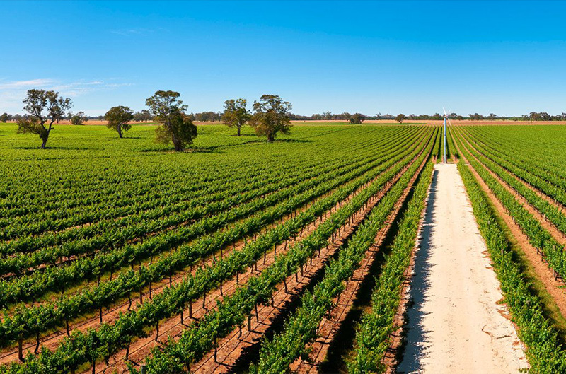 Penfolds