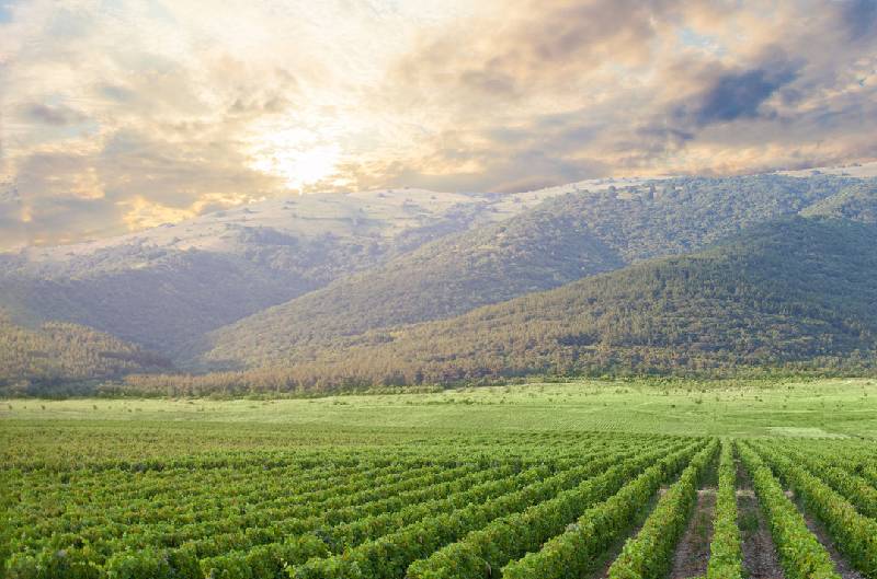UNSERE RHÔNE-FAVORITEN