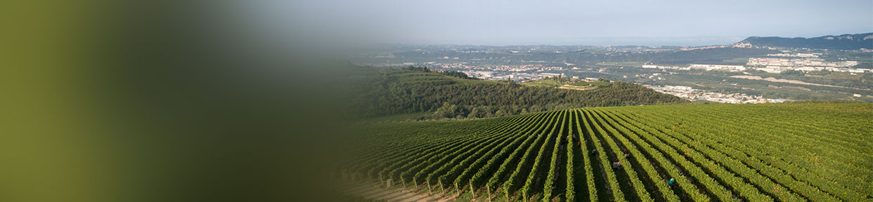 Valpolicella